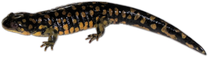 Eastern Tiger Salamander